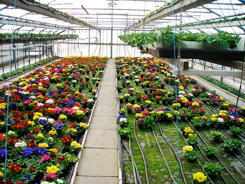 Gewächshaus mit bunten Primeln aus eigener Produktion