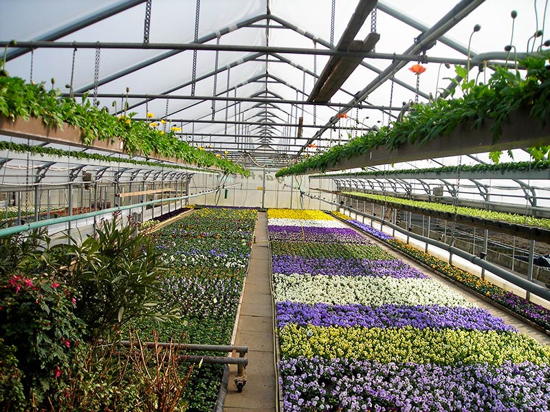 Gewächshaus mit Stiefmütterchen in vielen Farben