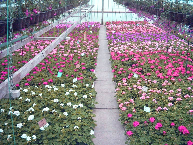 Geranien in Weiß und Rosa im Gewächshaus