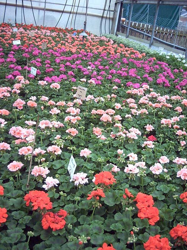Rosa und rote Geranien im Gewächshaus