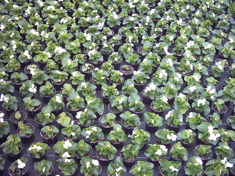Junge Begonien mit weißen Blüten