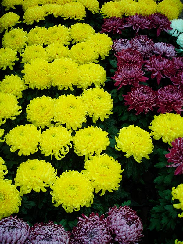 Deko-Chrysanthemen
