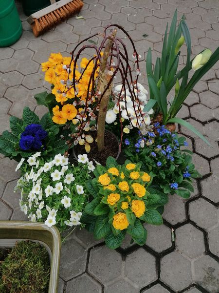 Gepflanzte Schale Frühling