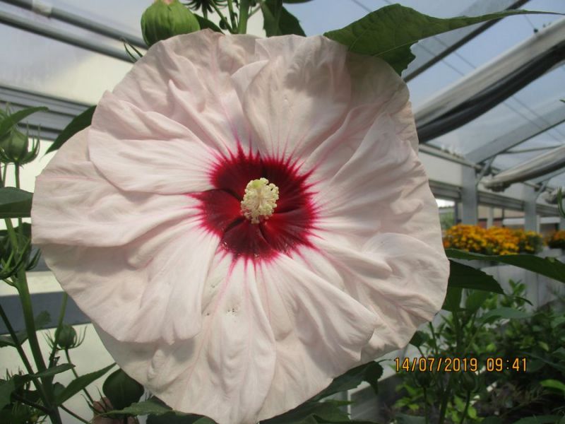 Hibiskus